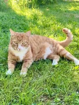 Rygik