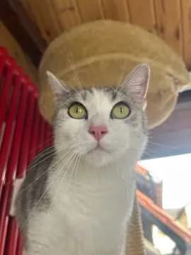 Clyde