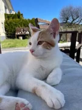 Loki