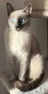 Pascha