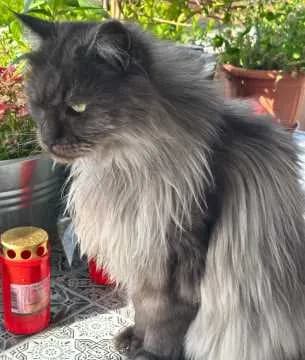 Minou