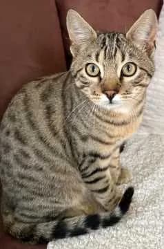 Filou