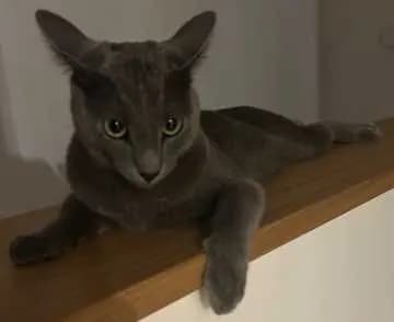 Balu