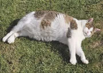 Purzerl