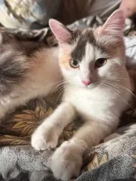Nala