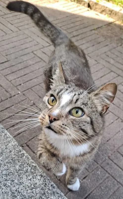 Tiggi