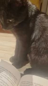 Shadow