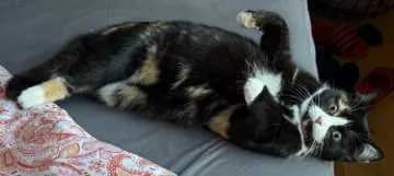 Mimi