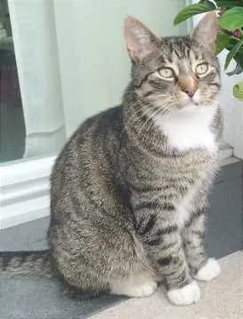 Kitty