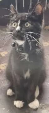 Findus