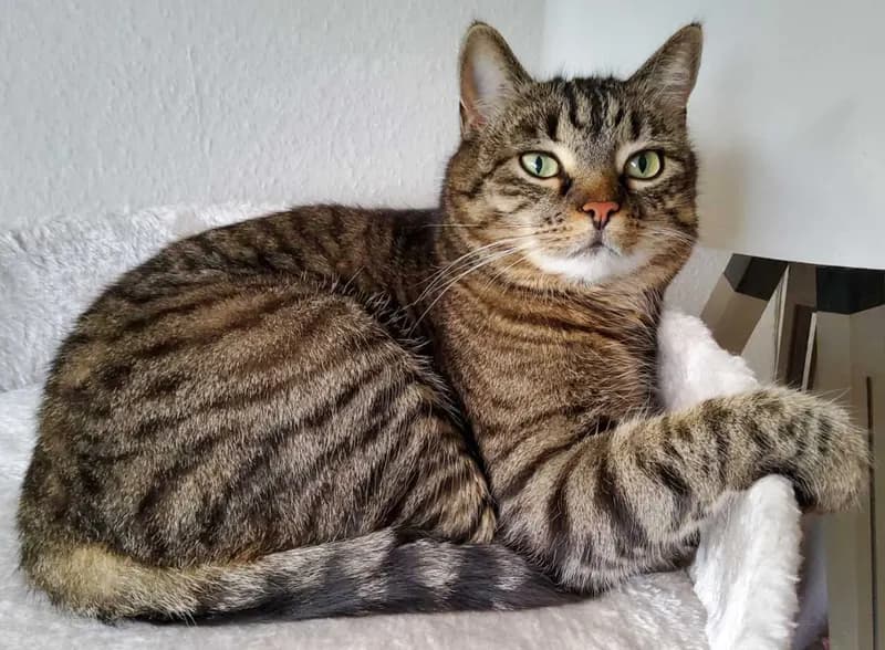 Carlotta