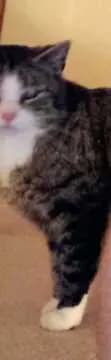 Zucki