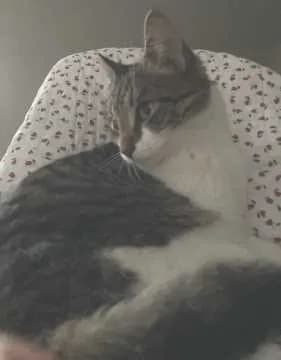 Cleo