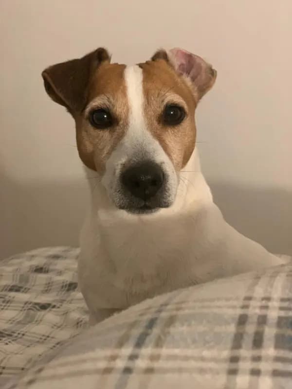 Pongo