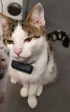Charlie