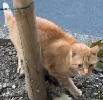 Simba