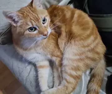Zecki
