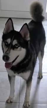 Milo