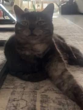 Nala