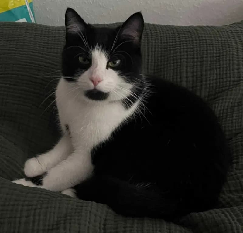 Maja