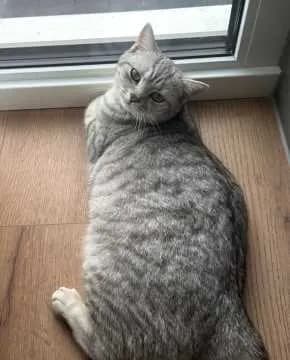 Phoebe
