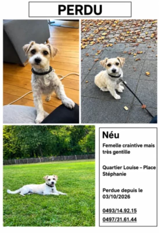 Néu
