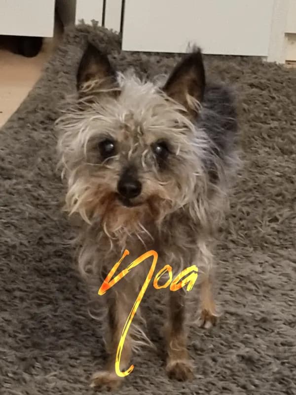 Noa