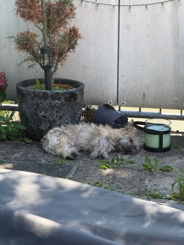 Odin