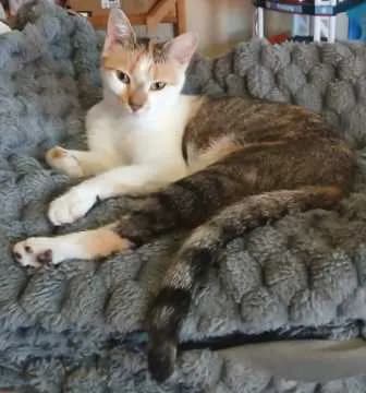 Mia