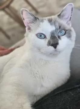 Simba