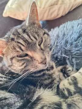 Nala