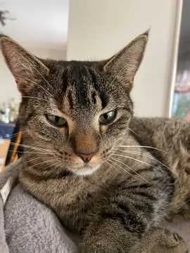 Elli