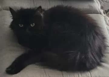 Bonnie