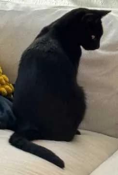 Sumi