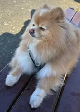 Pablo