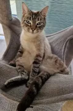 Simba