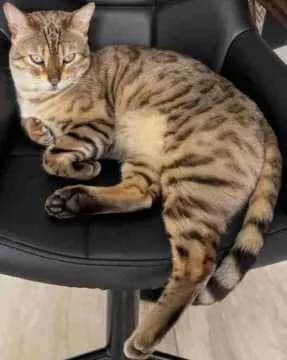 Cosmo