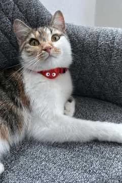 Anni