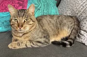 Tyger Jack