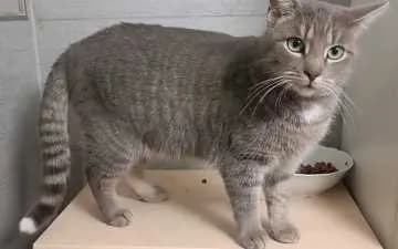 Merlin