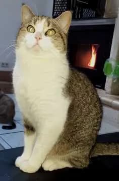 Coco