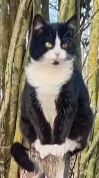 Kater