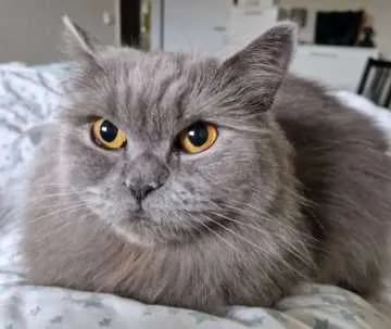 Blümchen