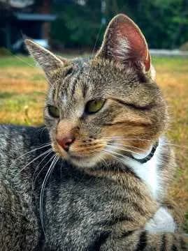 Otto
