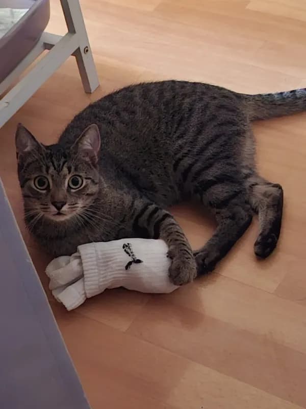 Hugo