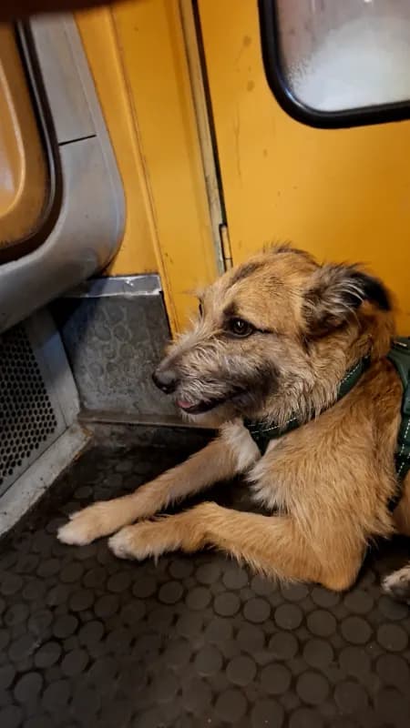 Dog-sitteuse elle Néko