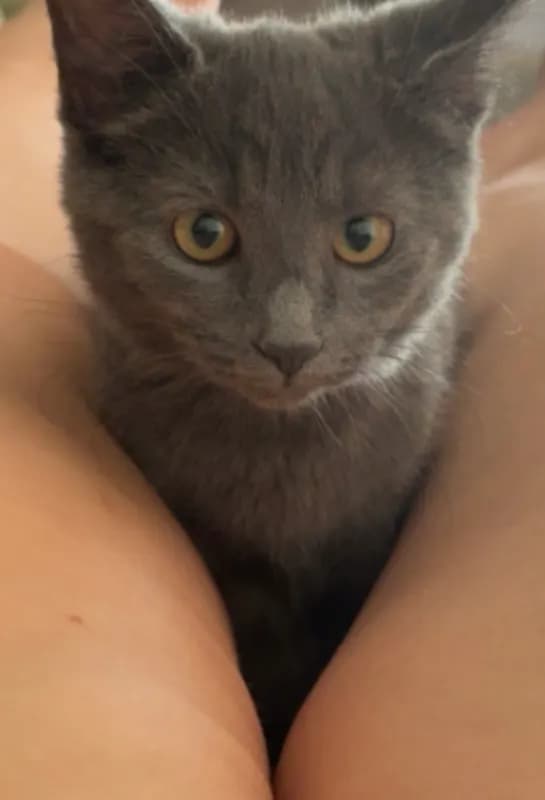 Koda