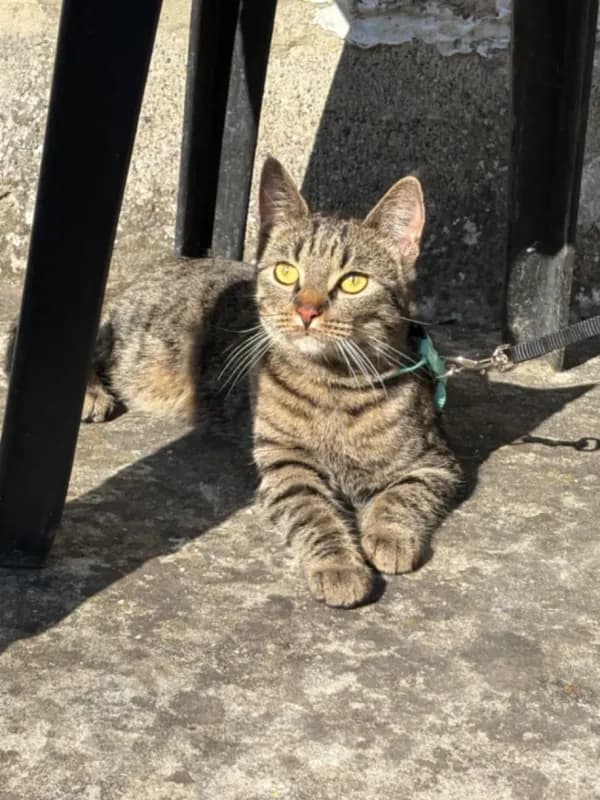 Bella