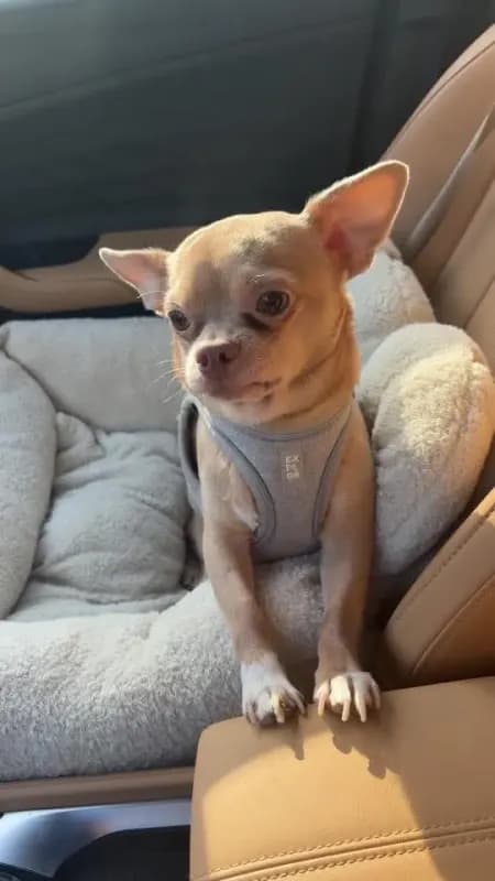 Max