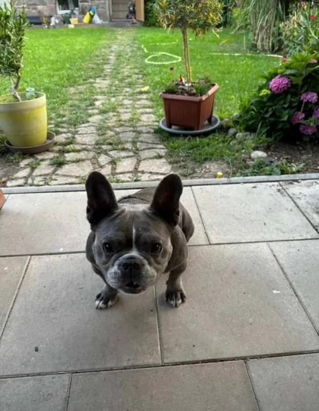 Gulliver